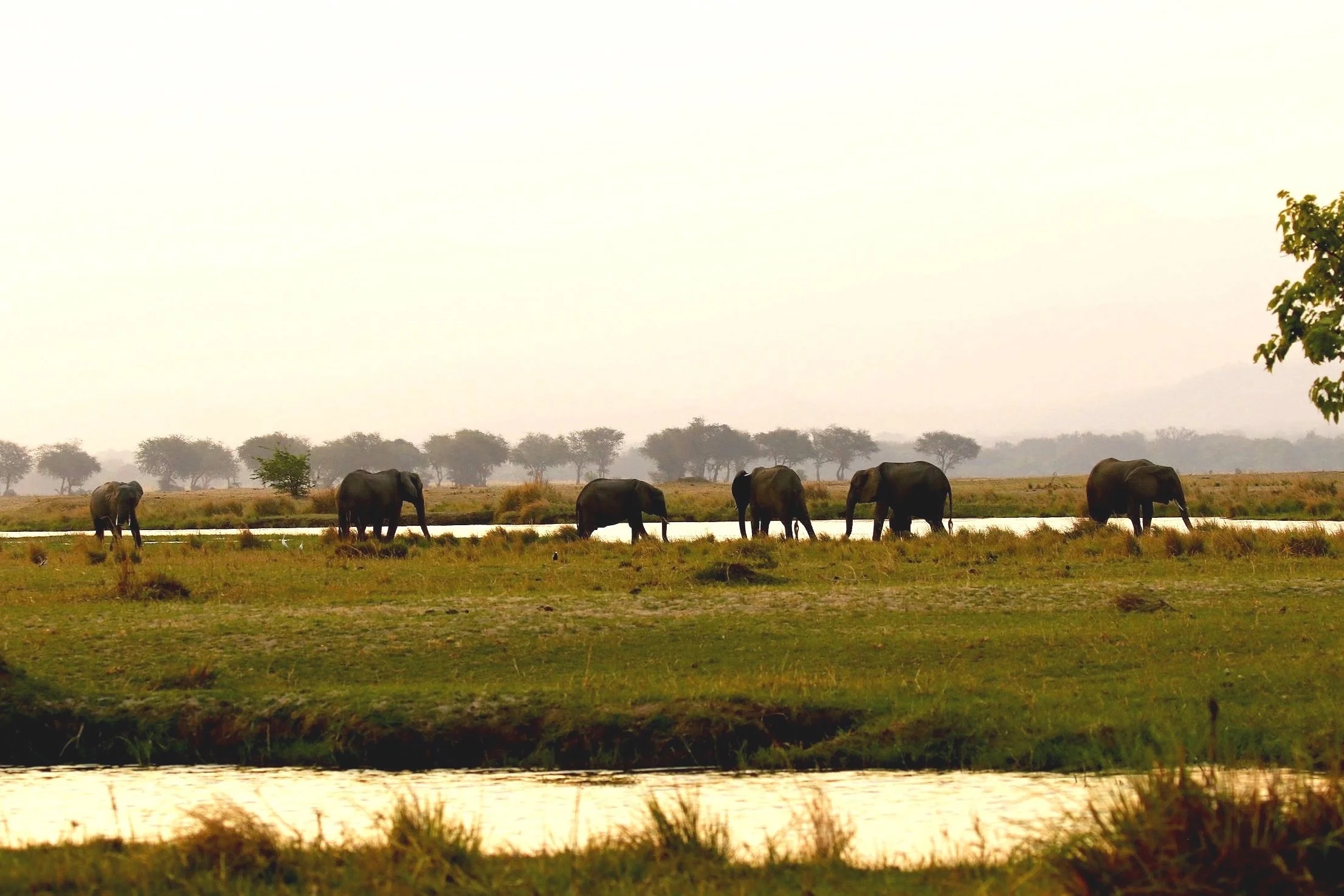 Elephants walking along the Zambezi at sunset