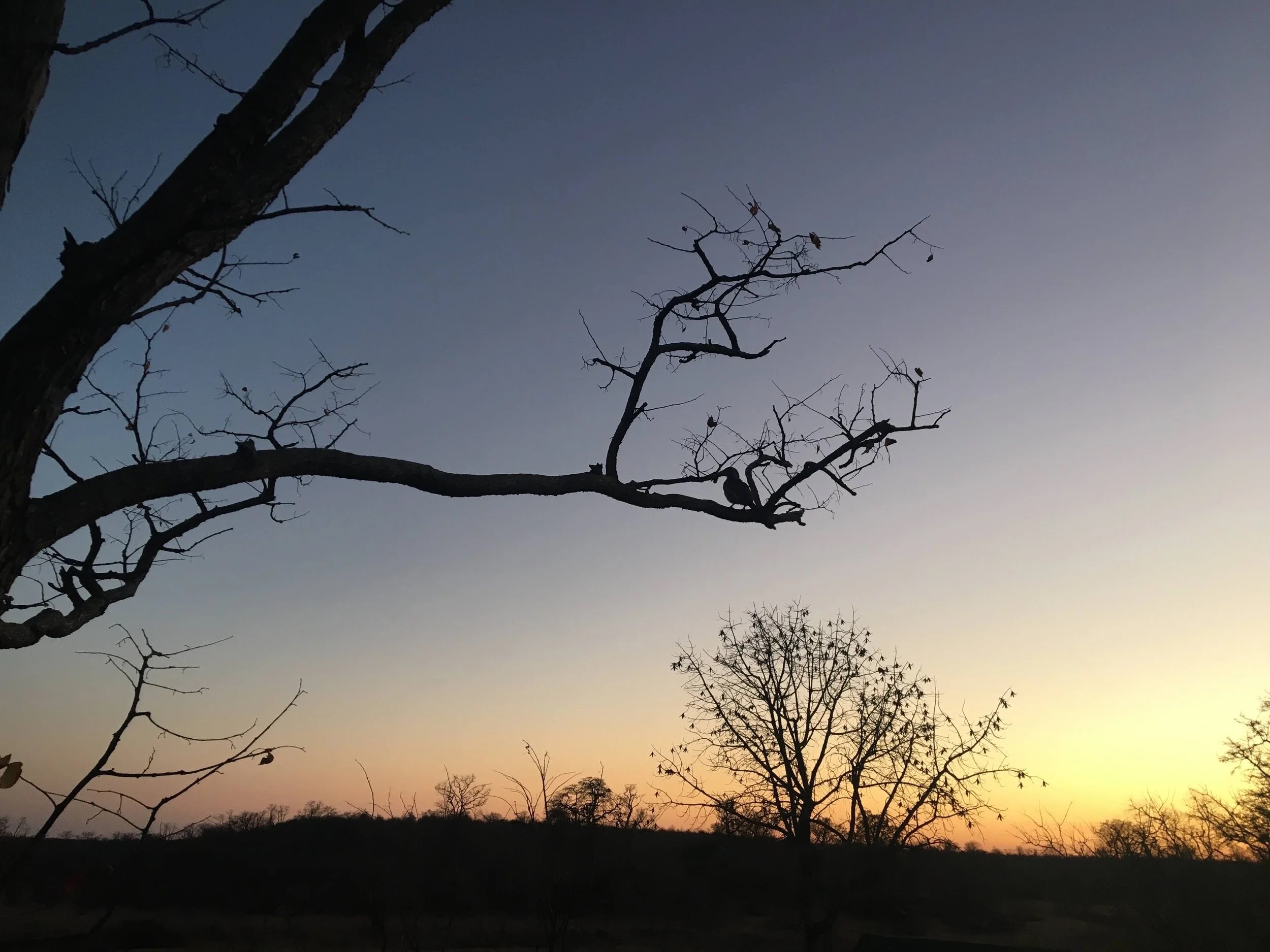 African sunset silhouette