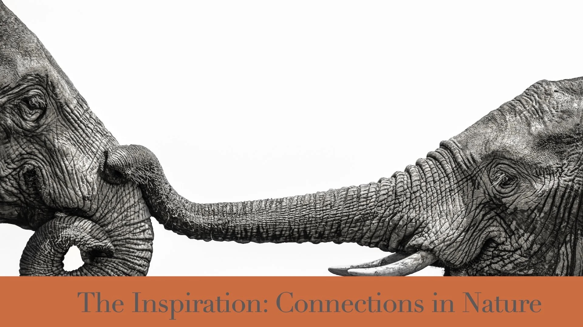 The Hide 30th Anniversary