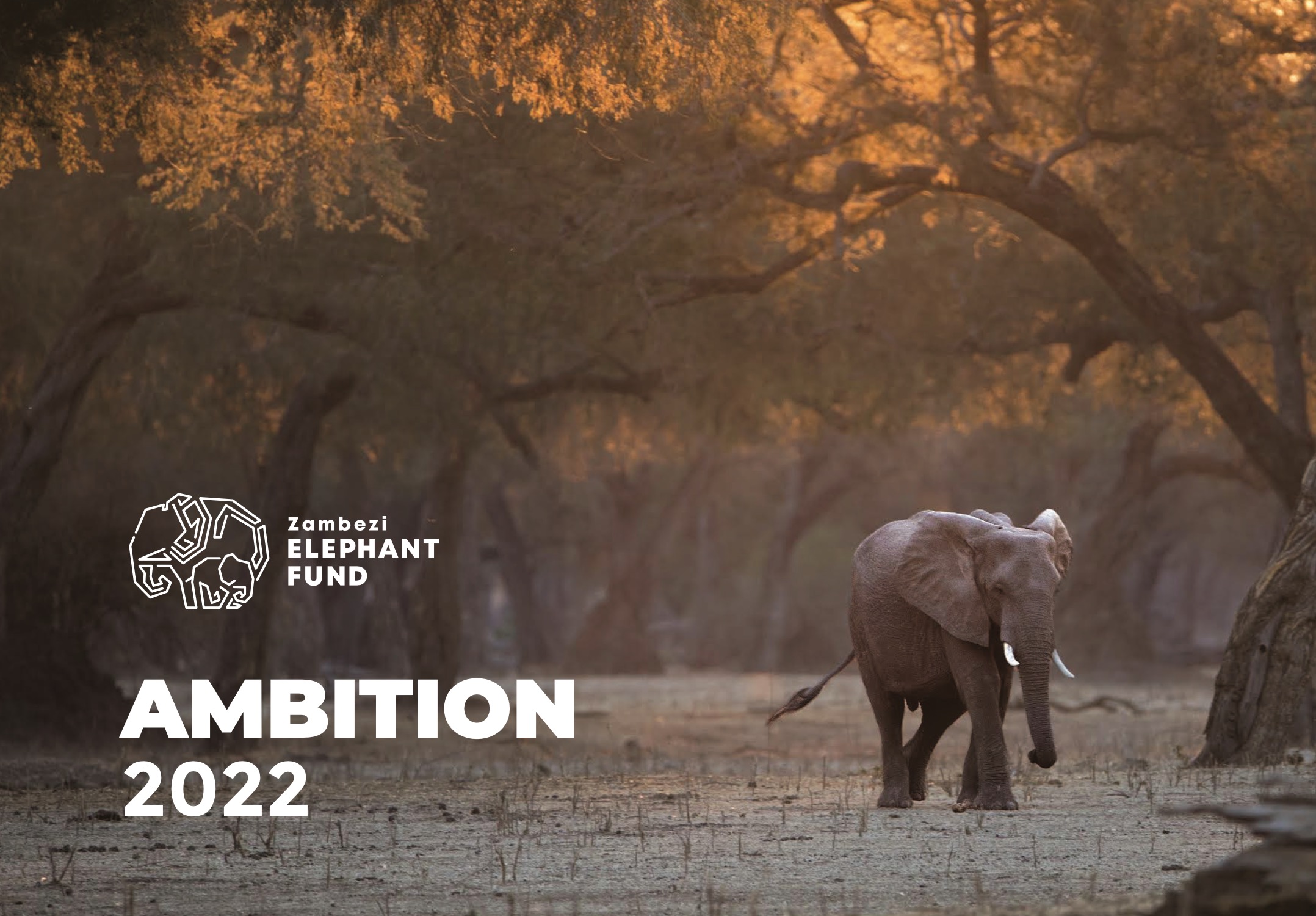 ZEF Ambition