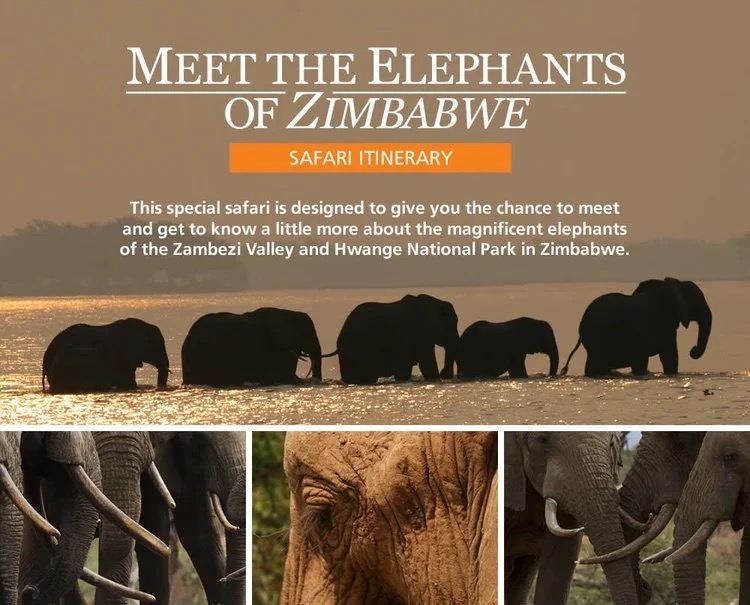 Meet the elephants
