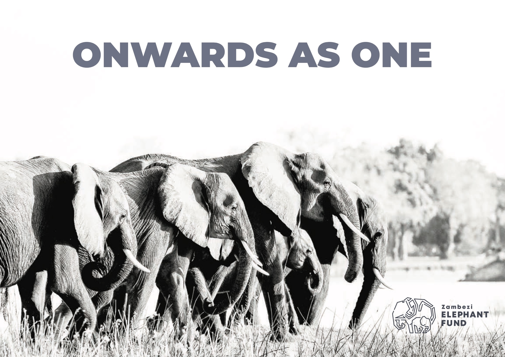 Zambezi Elephant Fund