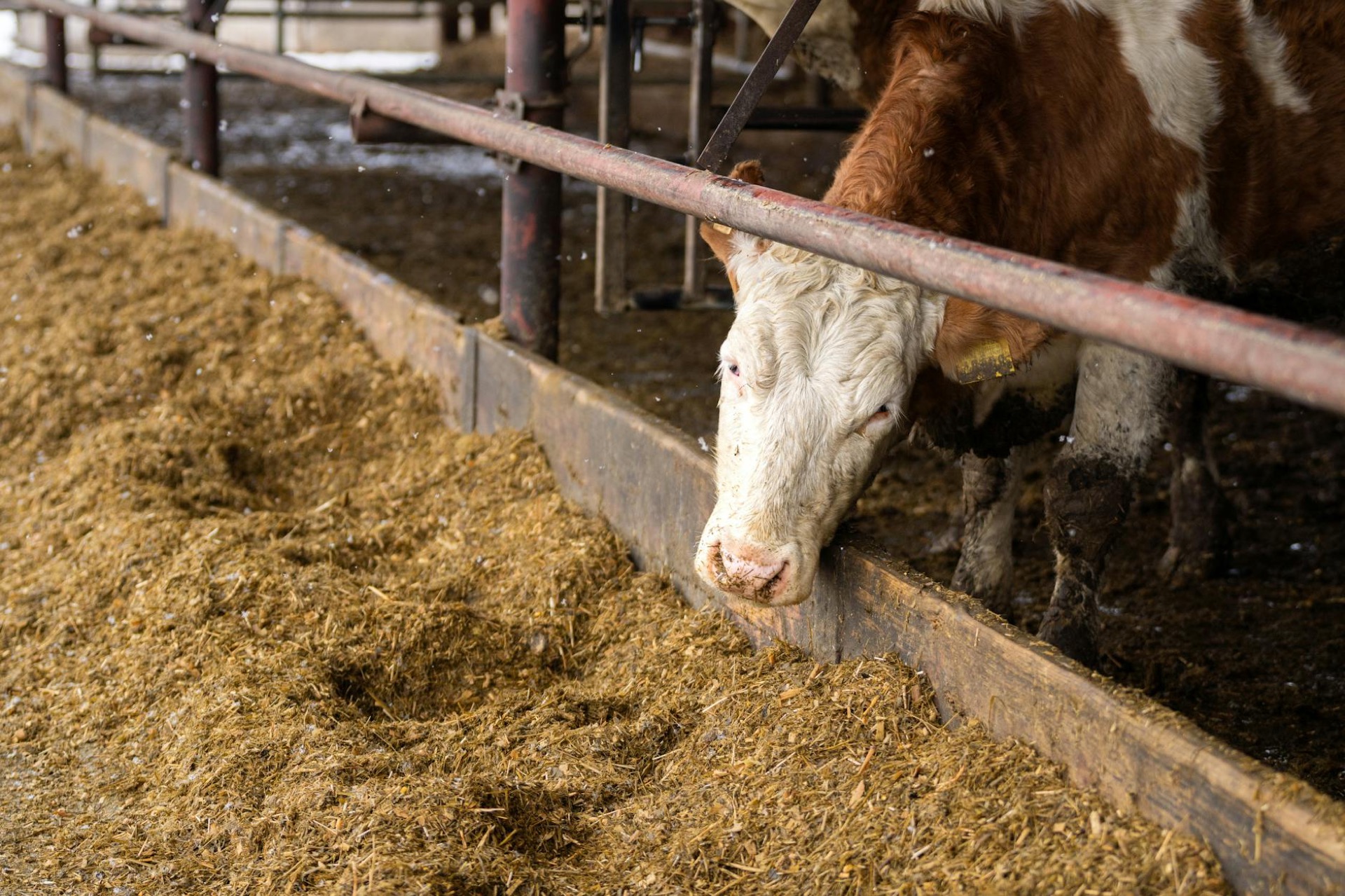 Cattle at feed trough
