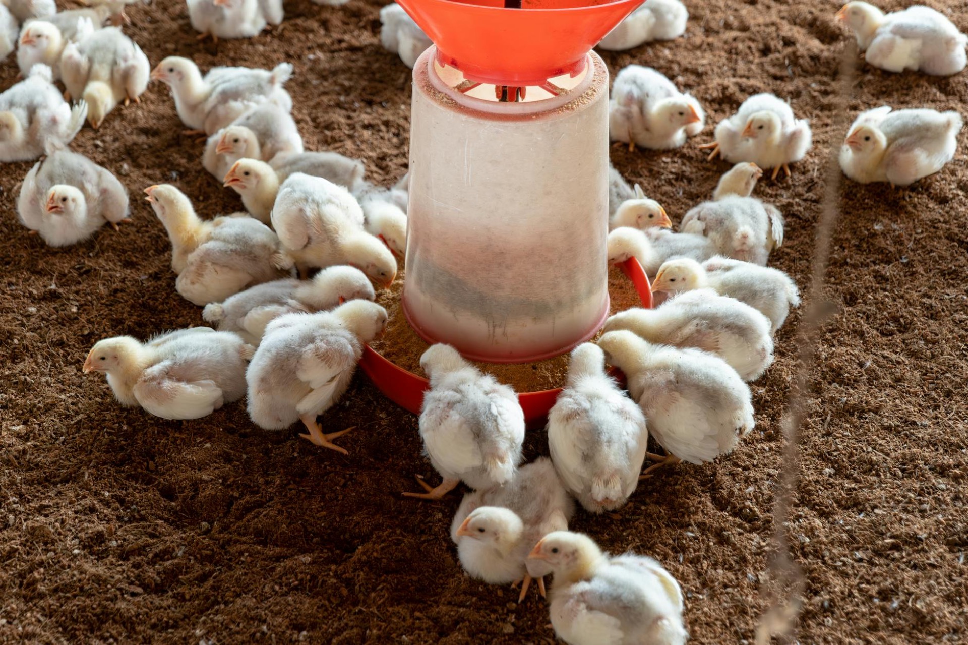 Broiler chicks at feeder