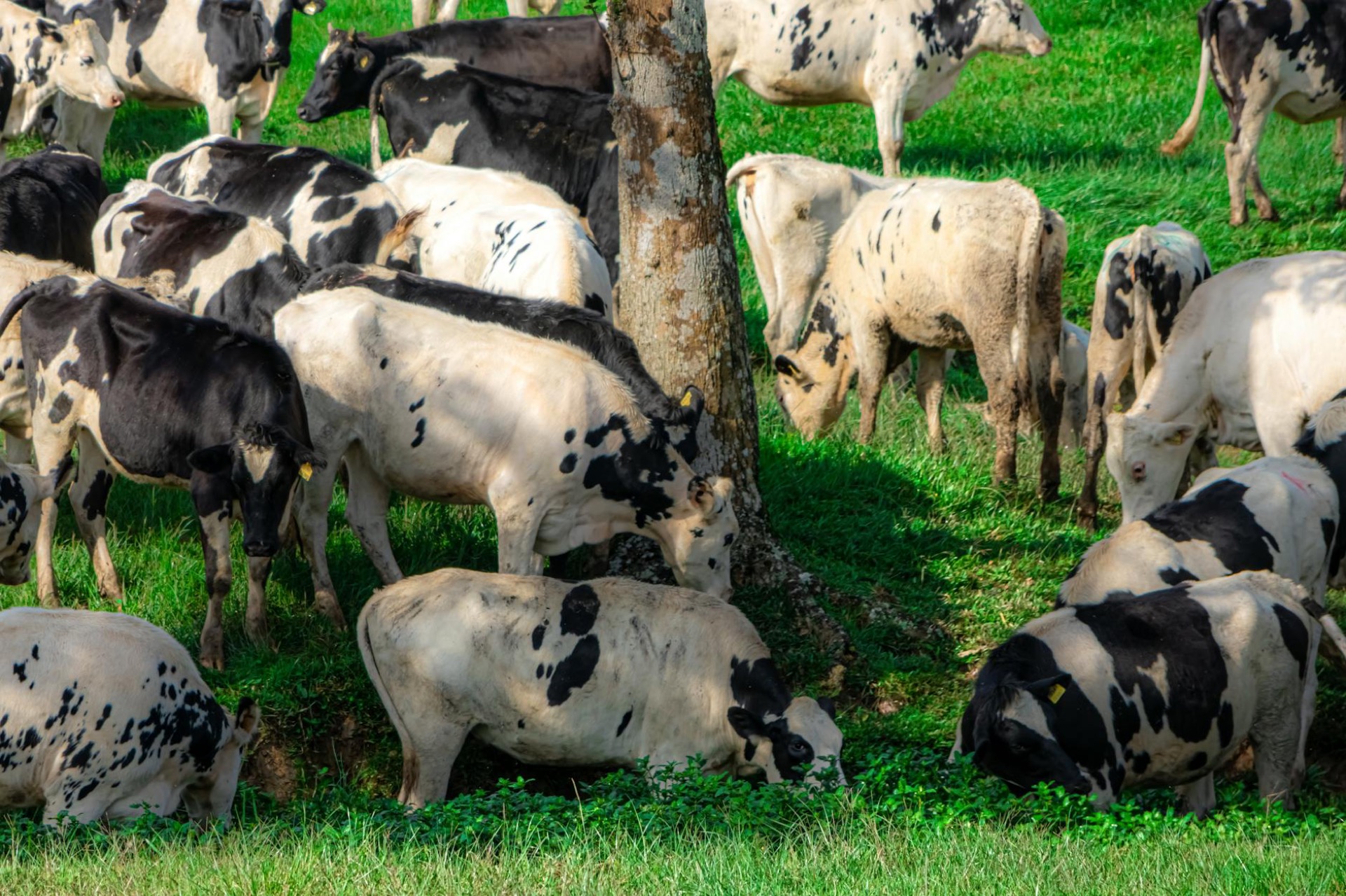 Dairy cattle grazing