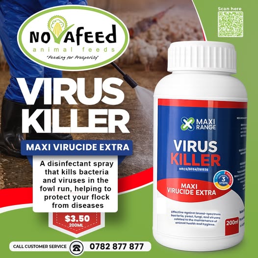 Start Your Poultry Project the Right Way — With Proper Disinfection