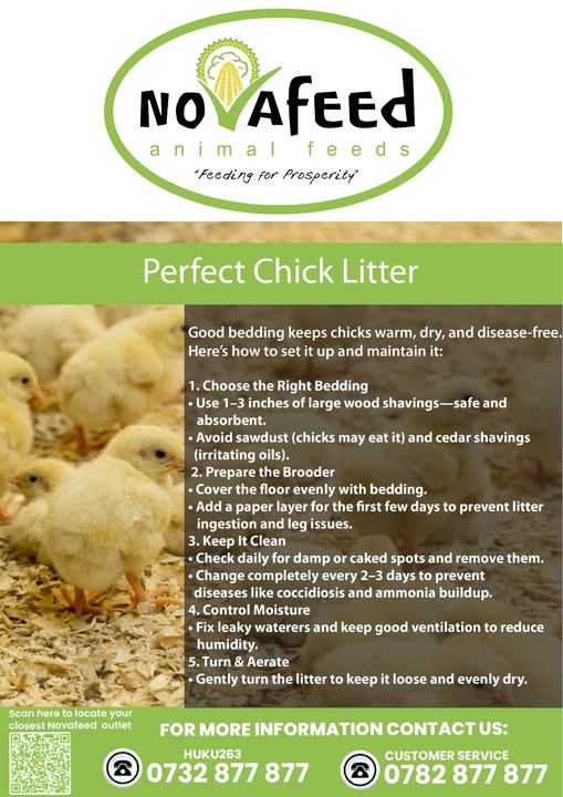 Your chicks are only as healthy as their litter 👀