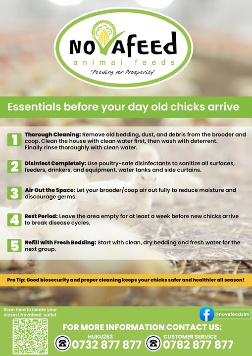 Getting ready for your day-old chicks? Preparation is key!