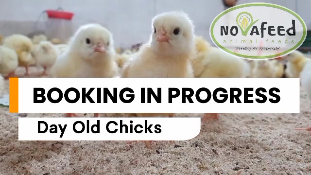 VACCINATED QUALITY DAY-OLD CHICKS AVAILABLE! 🐥