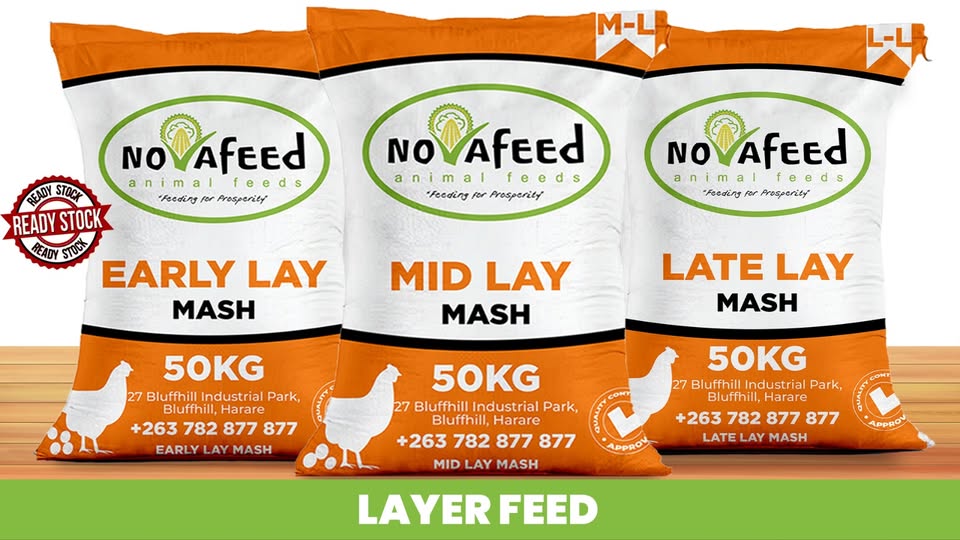 Your Layers Deserve the Right Feed at the Right Time