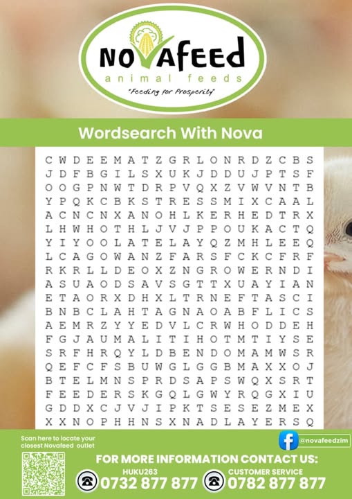 TUESDAY WORDSEARCH WITH NOVA! 🧩🐔