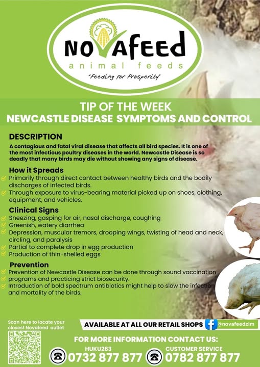 Newcastle Disease can wipe out your flock with little or no warning...