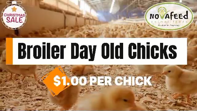 Vaccinated Ross Broiler Chicks – Bookings in Progress!