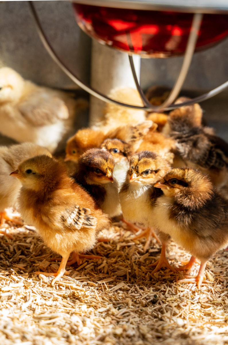 Young chicks under a brooder heat lamp