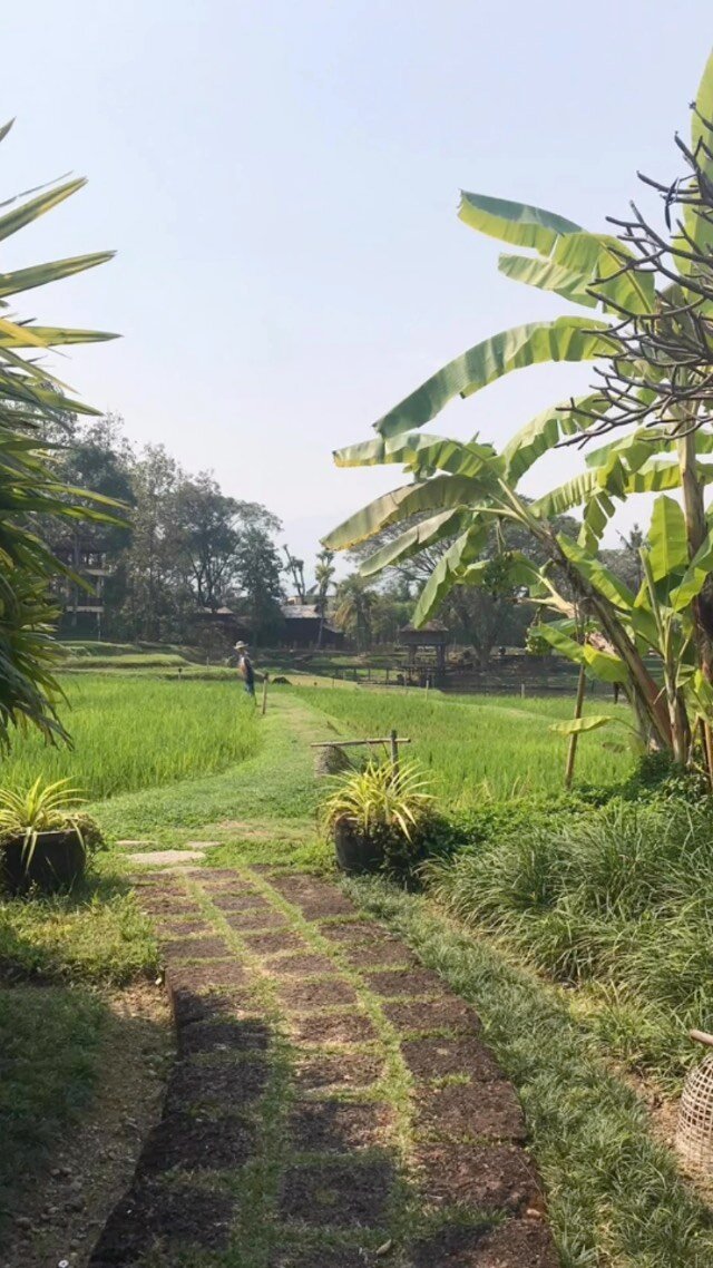 Rice paddy fields in northern Thailand